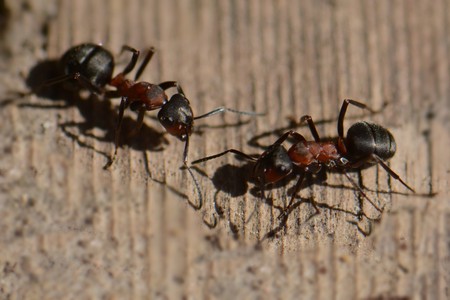 a conversation between two ants on a wooden background, macroの写真素材
