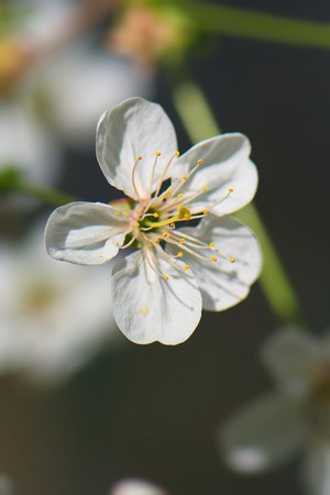 bright white fluffy spring flowers of cherry treeの写真素材