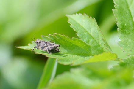 little cicada on a bright green leaf, macroの写真素材