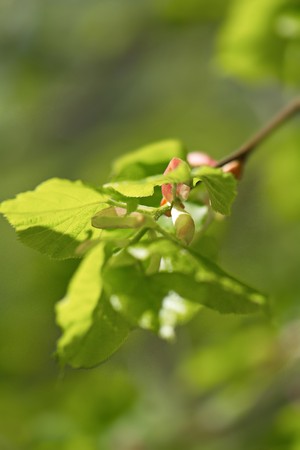 large bright spring bud of lime tree on a sunny dayの写真素材