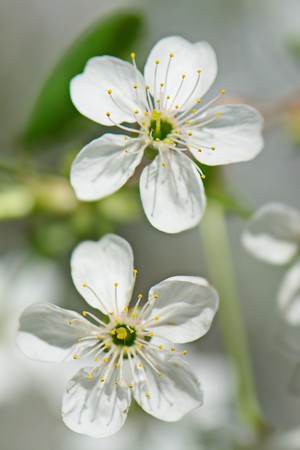 bright white fluffy spring flowers of cherry treeの写真素材