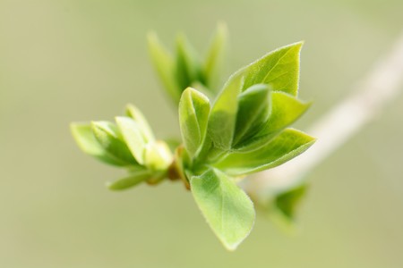 large bright spring bud of lilac on a sunny dayの写真素材