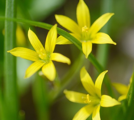 three small, bright yellow spring flowers on a sunny dayの写真素材