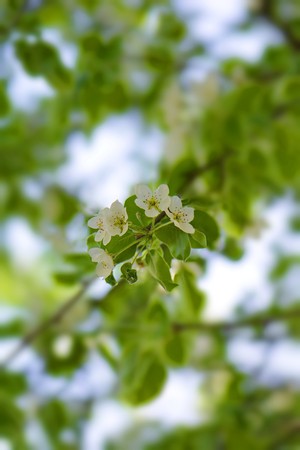 bright white fluffy spring flowers of apple treesの写真素材