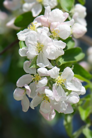 bright white and pink fluffy spring apple blossomsの写真素材