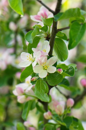 bright white and pink fluffy spring apple blossomsの写真素材