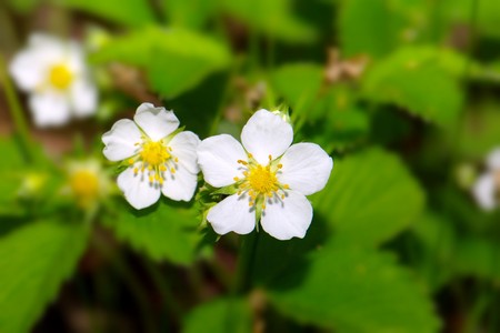 bright lush white flowers of wild strawberries on a grass backgroundの写真素材
