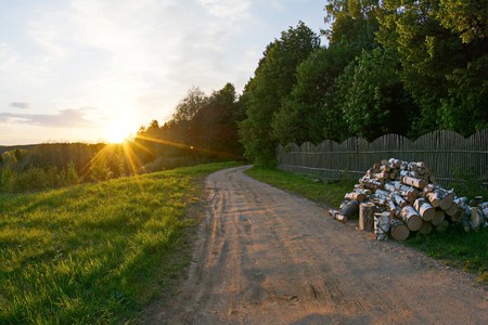 rural soil road passing through green forestの写真素材
