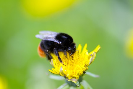 big  bright bumblebee closeup on a bright yellow dandelionの写真素材