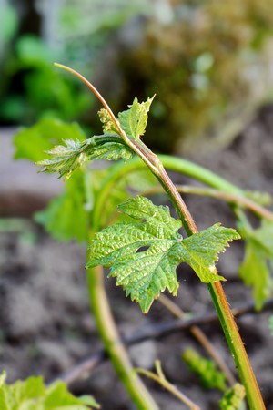 bright juicy grape vine sprout close upの写真素材