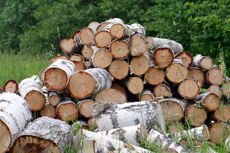 the pile of firewood prepared for splittingの写真素材