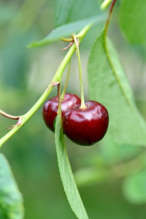 bright ripe cherries in jest hanging on a branchの写真素材