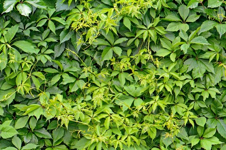 green hedge from the leaves of wild grapesの写真素材