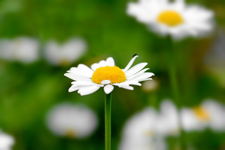 blooming bright white daisy close-upの写真素材