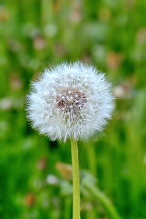 bright fluffy white dandelion closeup, macroの写真素材