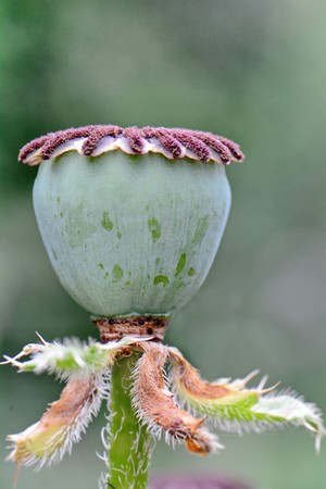 bright poppy capsule with seeds closeupの写真素材