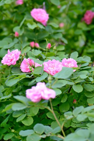 a hedge of bushes blooming roses with bright flowersの写真素材