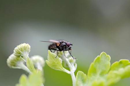 a fly sitting on a bright green leafの写真素材