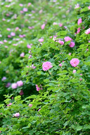 a hedge of bushes blooming roses with bright flowersの写真素材