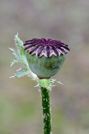 bright poppy capsule with seeds closeupの写真素材