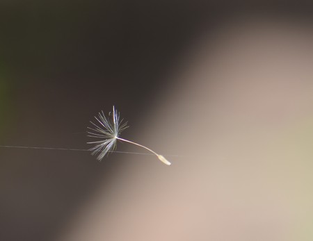 the seed of a dandelion on a thin cobwebの写真素材