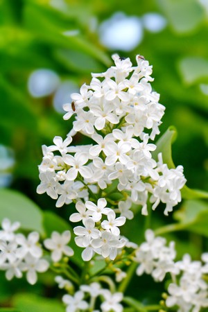 bright lush flowering branch of white lilacの写真素材