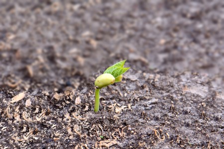 bright little sprout broke through the ground closeup, macroの写真素材