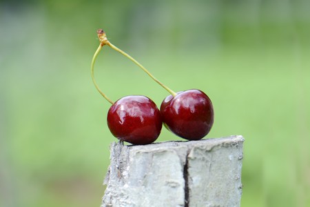 bright juicy ripe cherries on a tree stump closeupの写真素材