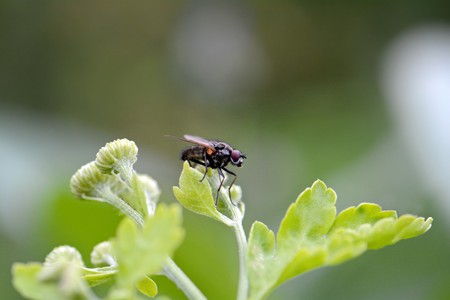 a fly sitting on a bright green leafの写真素材