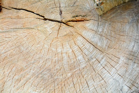 cut of a large old tree with annual ringsの写真素材