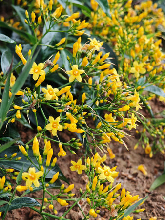 Bright yellow star-shaped flowers blooming with green leaves in a natural garden setting, creating a vibrant and colorful scene.の写真素材