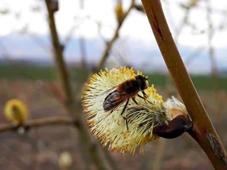 Photography captures the beauty of spring and the interplay of nature, insects work on awakening to...