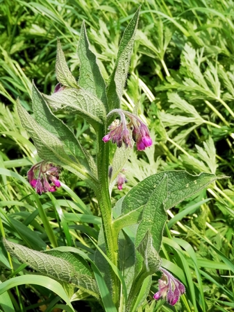 During nature walks captured photo comfrey plants in various forms for spring meadow の写真素材