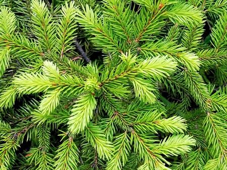 Trees in nature and their growth is of major importance for life, photo tourism, and the rest in the...