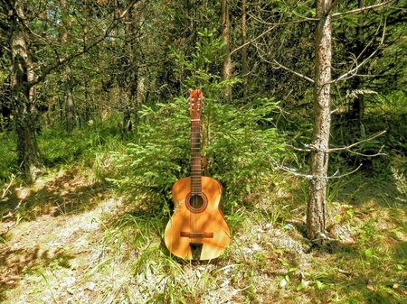 Photo of a musical instrument that contributes to the romantic moments in nature with a small tree as a symbol of friendship in the mountainsの写真素材