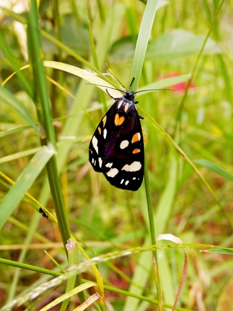 Capture a butterfly and plant in the meadow during summer enriched turistikly photo collection.の写真素材