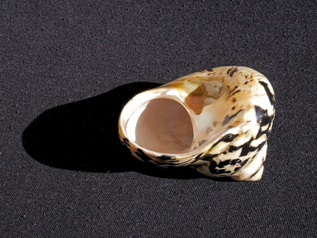 Photo from the private collection conch creatures that live in the sea is a sign of varied life in...