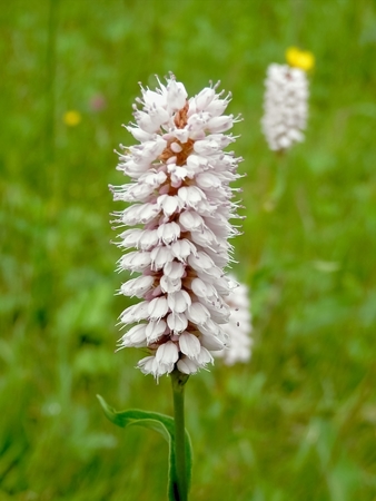 The plant and its flower in summer time and detail petals photographed in tourism.