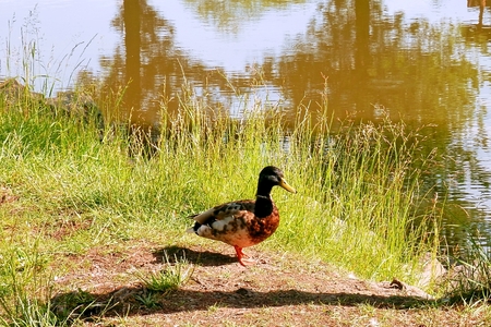 Duck near the lake on morning walk around the water for food.の写真素材