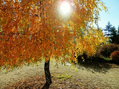 Autumn nature with a coloring Tourism Search in trees and plants of their leaves.
