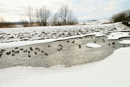 Meeting of ducks on the river Poprad photo During a walk around the city.の写真素材