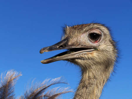 Ostrich Nandou (Rhea Americana)の写真素材