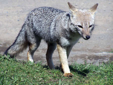 Wolf. National Park Torres del Paine (Chile)の写真素材
