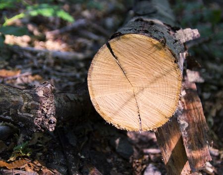 Trunk of a cut tree in a woodの写真素材