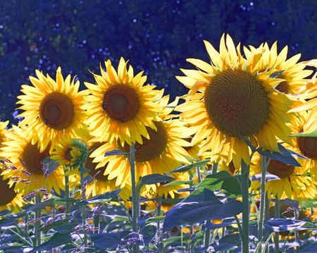 Closeup of a field of sunflowersの写真素材