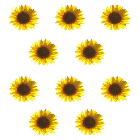 Isolated gorgeous sunflower on white background, in rows of three and twoの写真素材