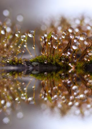 Water drops on top of little branches of grass with water reflectionの写真素材