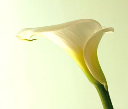 Closeup of a calla flower over light green backgroundの写真素材