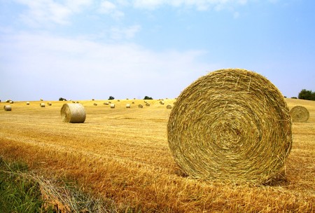 Landscape of a field with balls of hayの写真素材