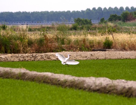 A white heron landing in a field of riceの写真素材